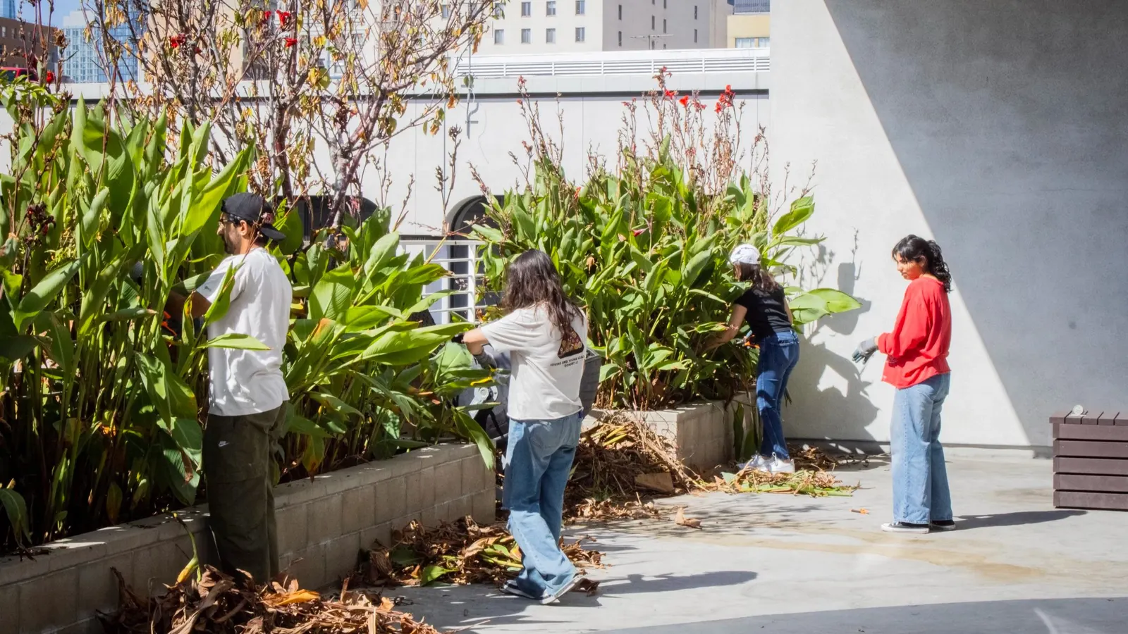 Volunteers clearing weeds from the garden beds